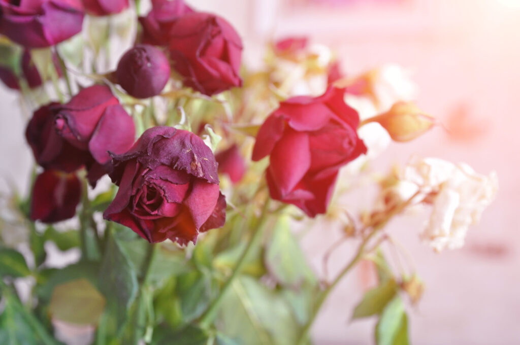 A withered bouquet of white and red roses.