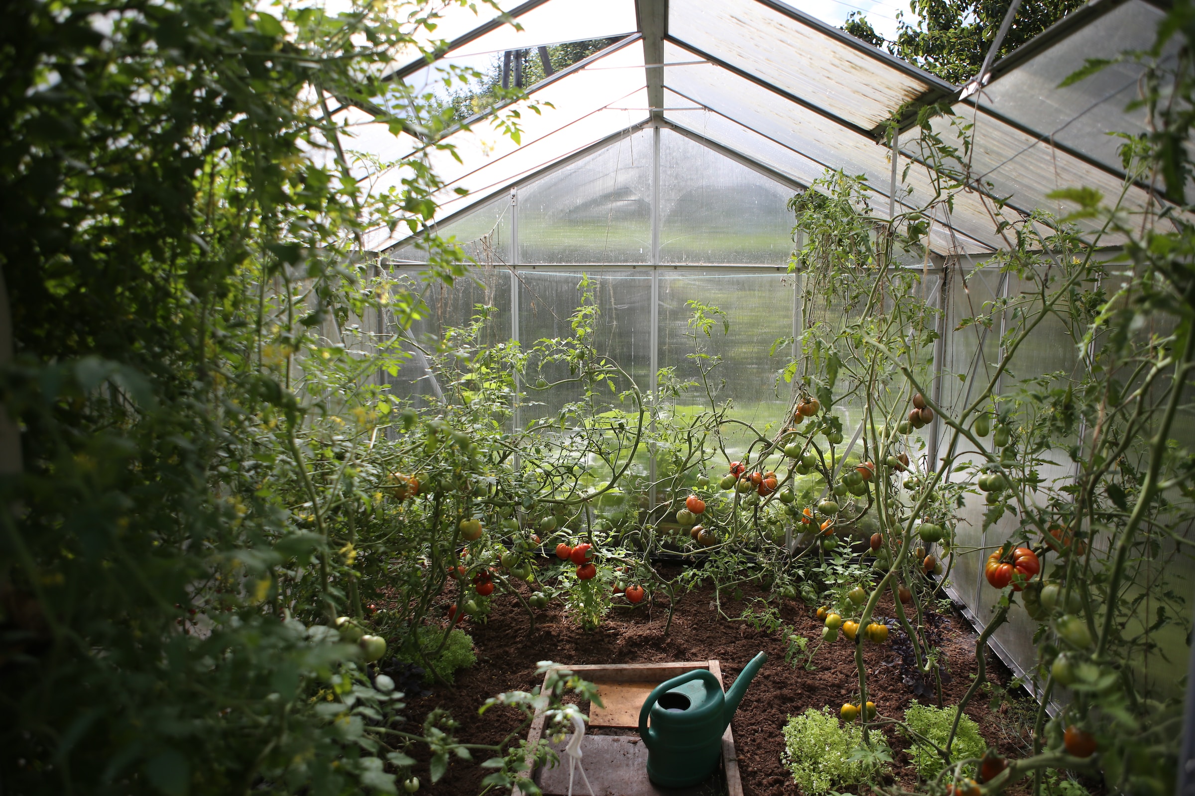 Creating an Optimal Greenhouse in your Backyard