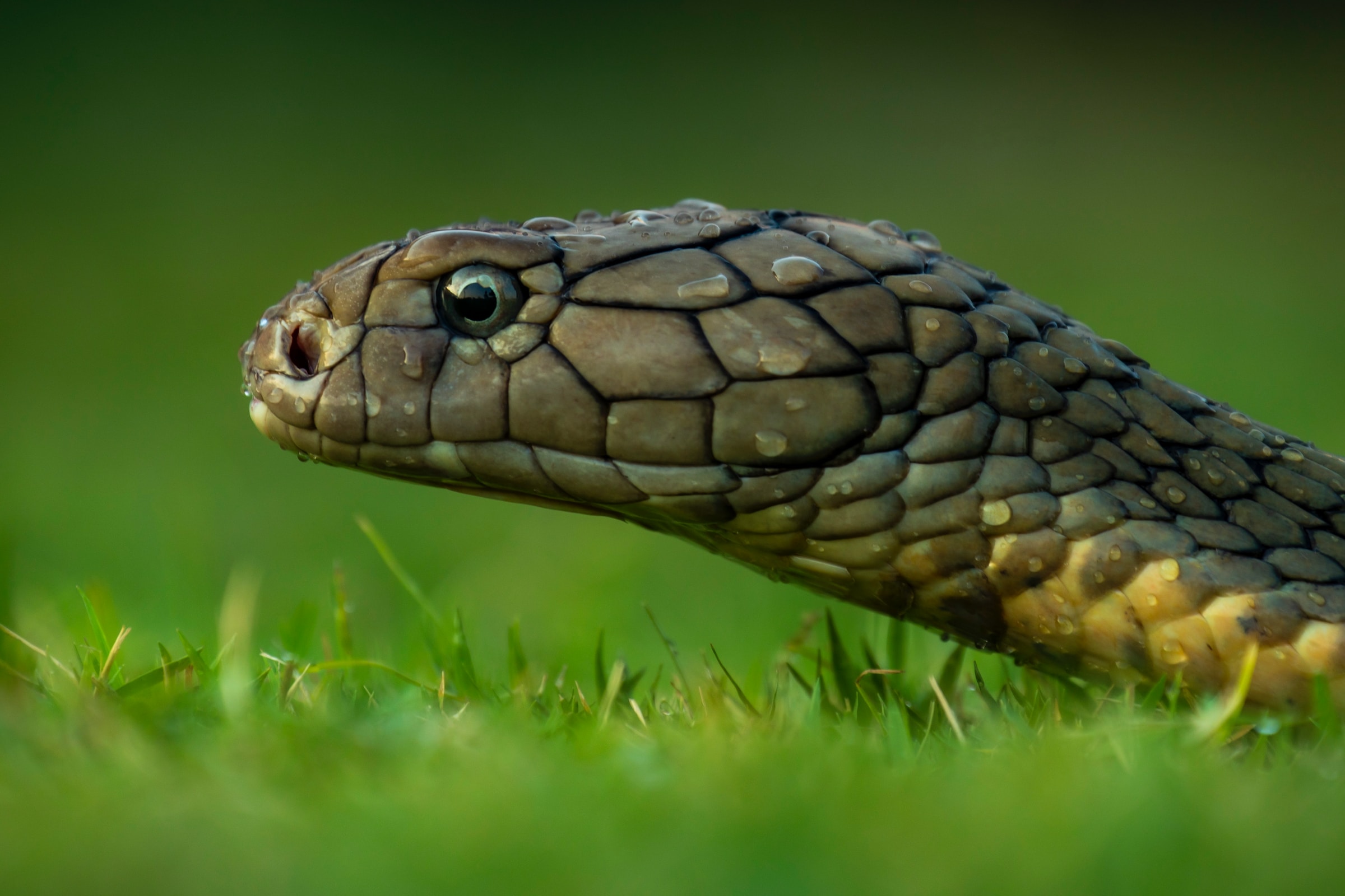 How to Keep Snakes Out of Your Home