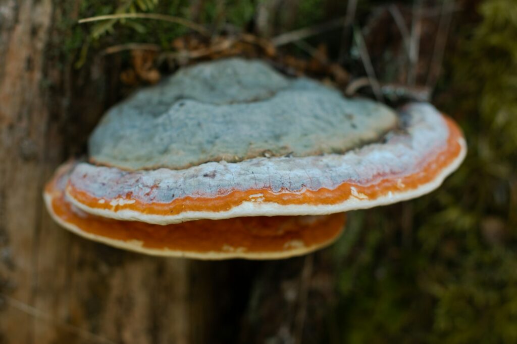 Chaga mushroom