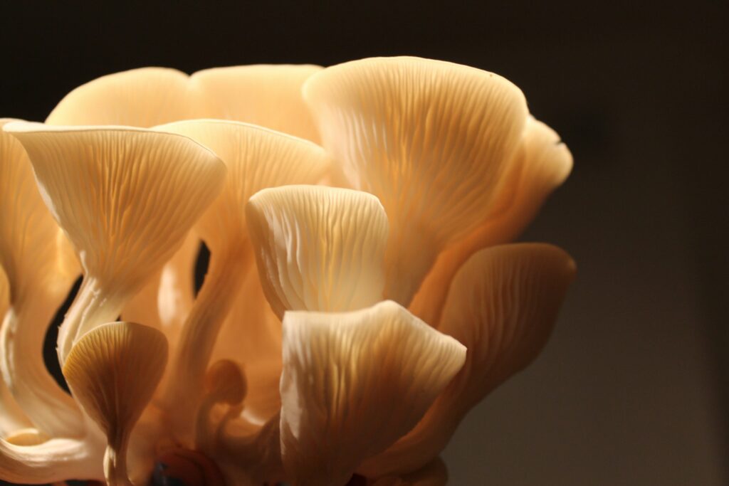 Oyster mushroom