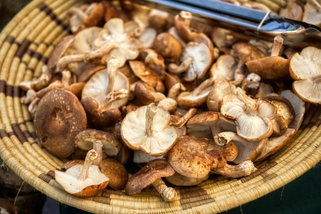 Shiitake mushroom